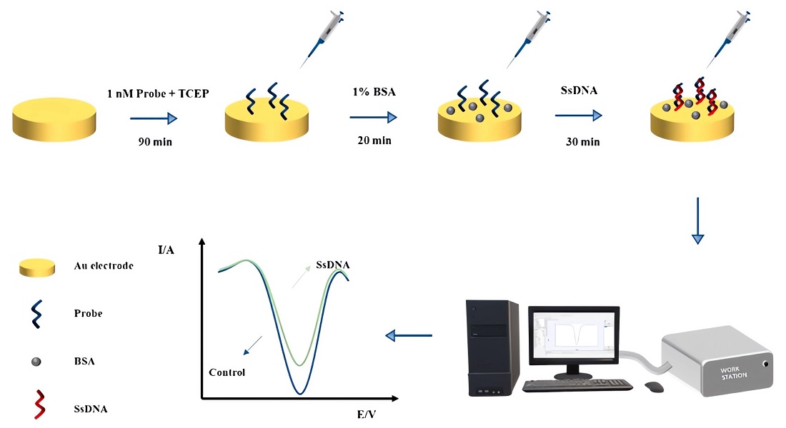 Construction of electrochemical biosensor for different types of bacteria detection.
