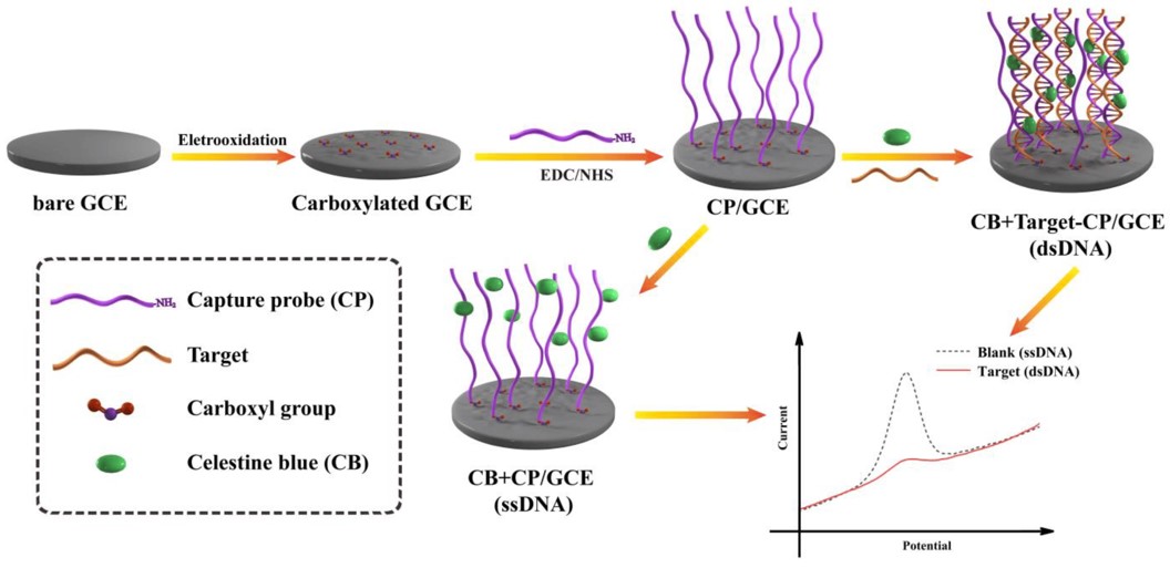 Schematic of the label-free electrochemical DNA biosensor for the survivin gene determination.