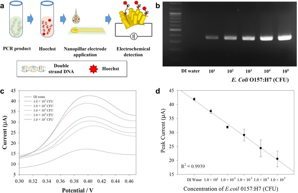 Illustration of nanopillar electrode (NPE)-based electrochemical evaluation of E. coli O157:H7.