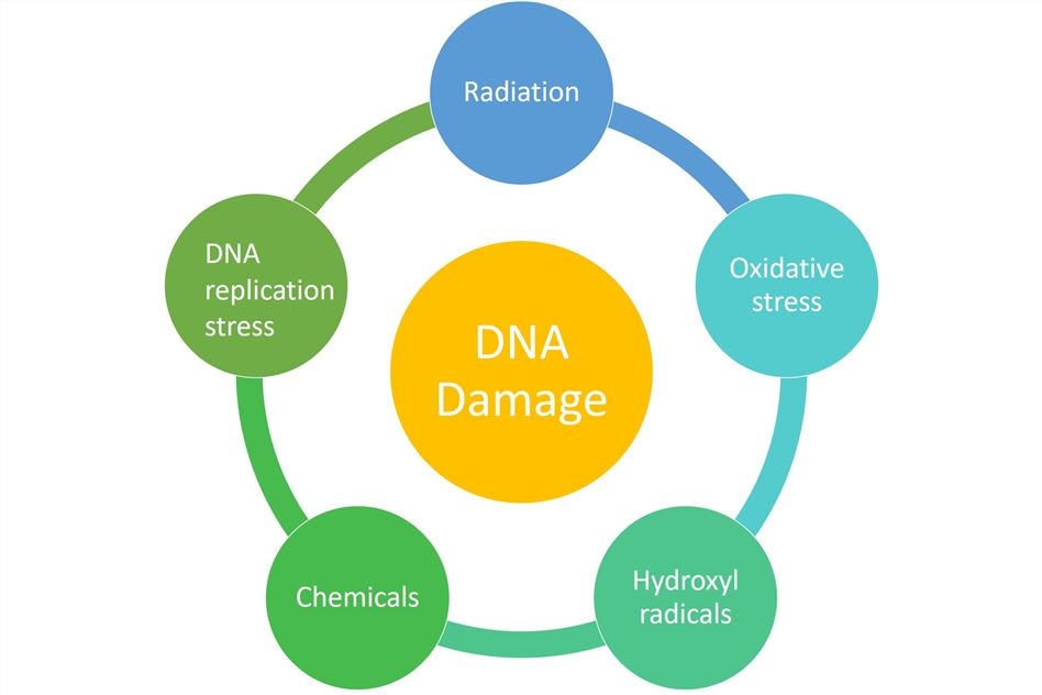 Electrochemical DNA Biosensors for DNA Damage Detection