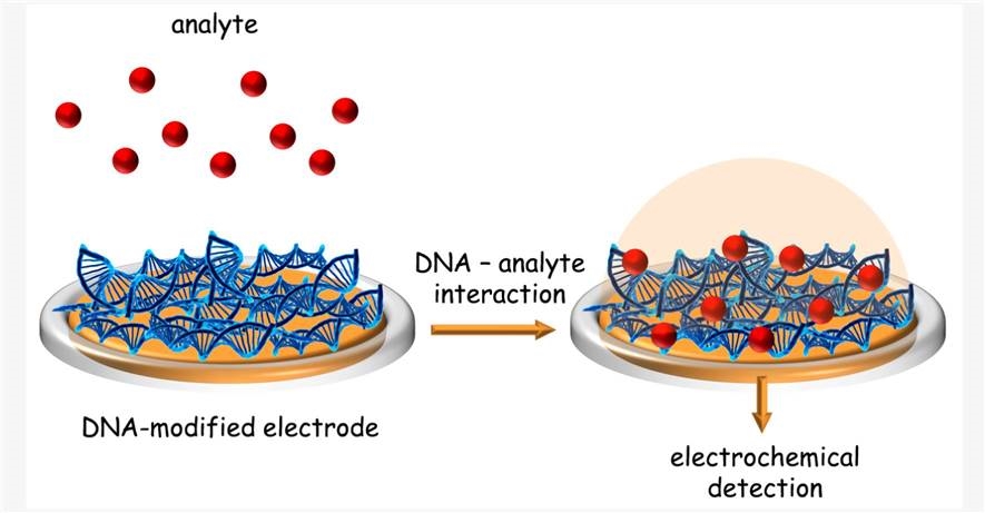 Schematic representation of DNA electrochemical biosensor design and operation. 
