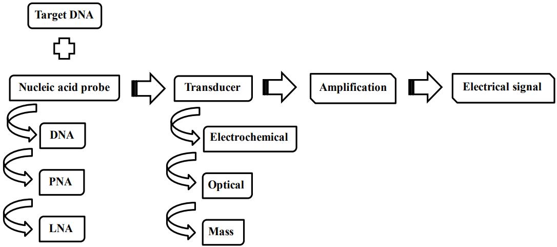 The process of hybridization event converted into a measurable signal by the DNA affinity biosensor.