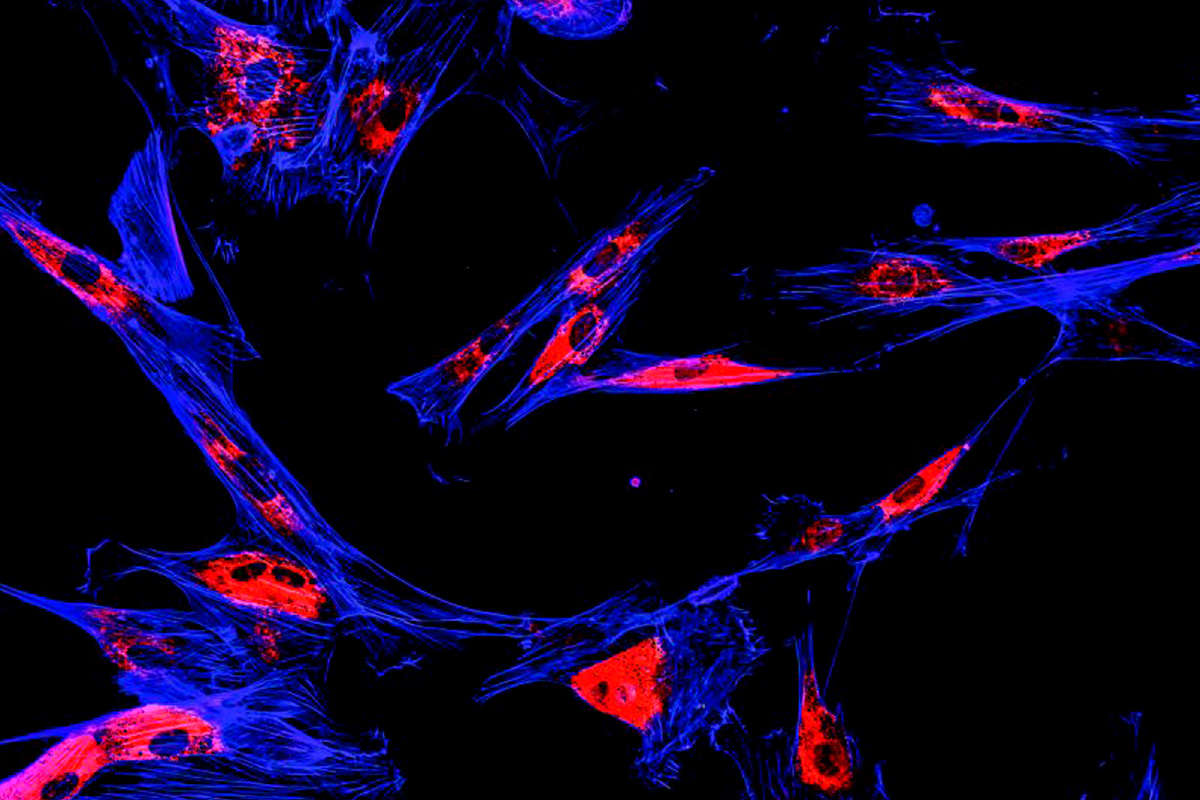 Fig.10 Label-free imaging. (Creative Biolabs Authorized)