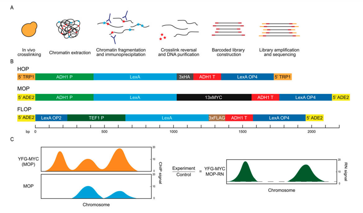 Fig.1 ChIP sequencing analysis scheme.
