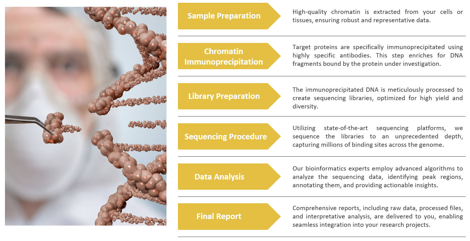 Simple flow chart of ChIP-sequencing. (Creative Biolabs Original)