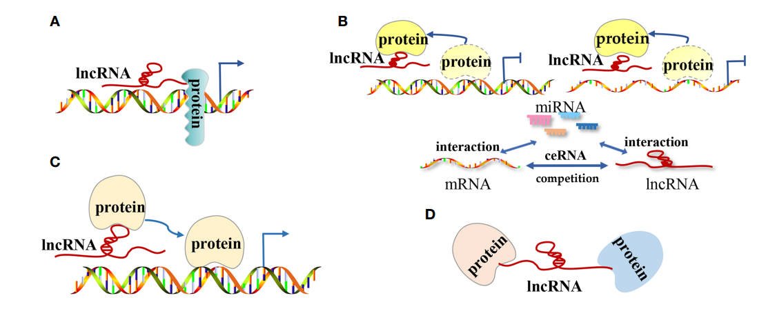 Fig.1 lncRNAs and tumors.