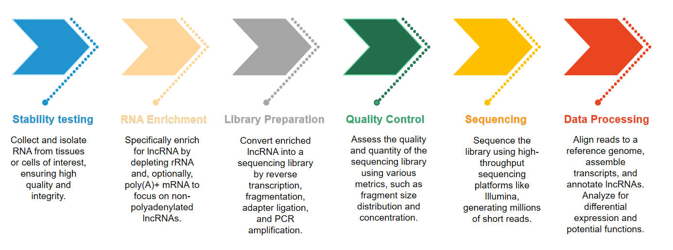LncRNA sequencing procedures. (Creative Biolabs Original)
