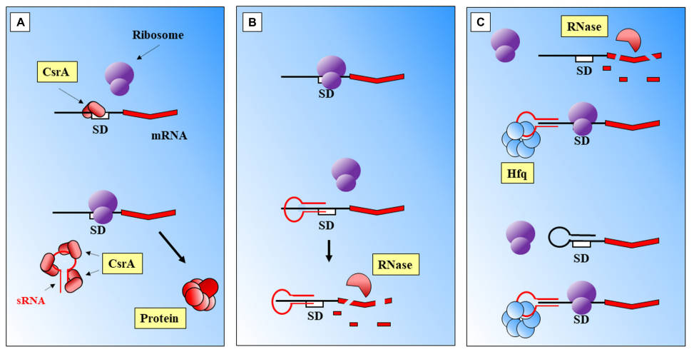 Fig.1 Regulatory patterns of small RNA in prokaryotes.