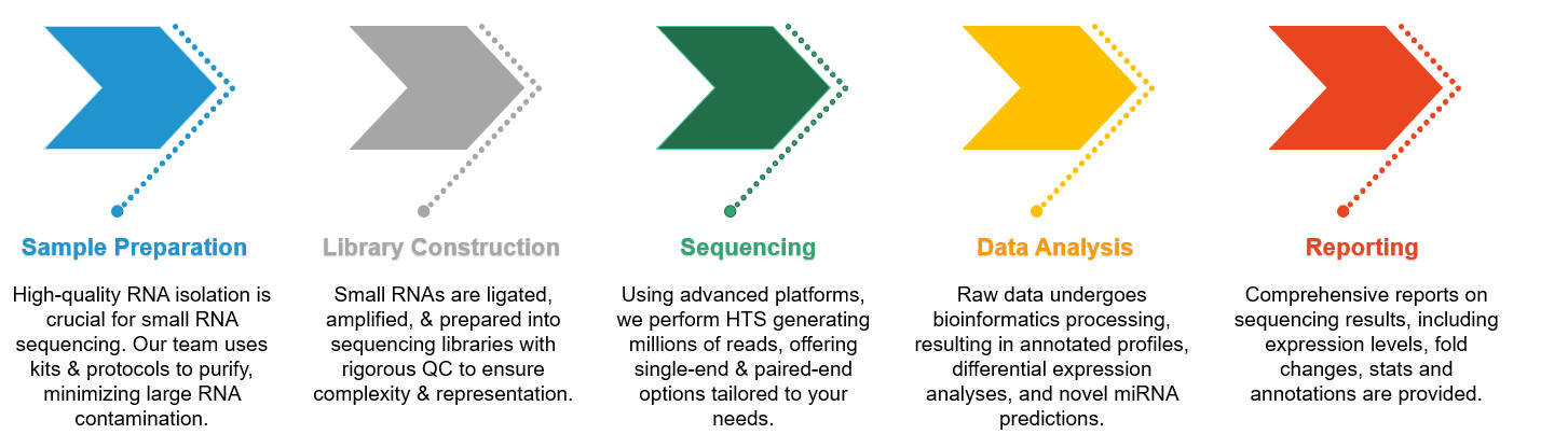 Procedures of small RNA sequencing. (Creative Biolabs Original)