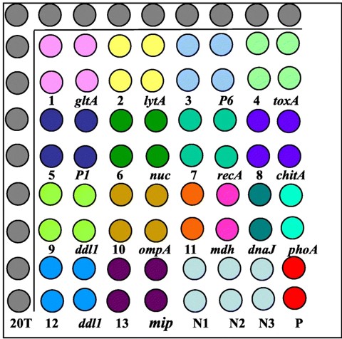 Schematic representation of the DNA microarray layout.