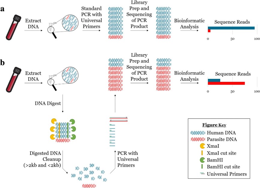 Reduction of host DNA by restriction enzyme digestion enhances PCR amplification of parasite DNA.