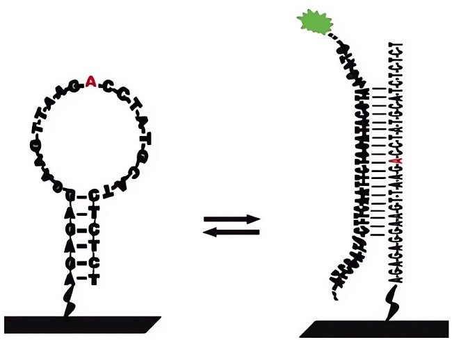 Schematic of the design process of the assay.