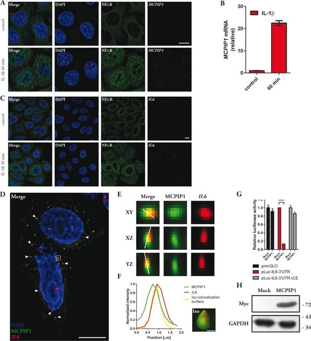 Schematic of the simultaneous protein and RNA detection procedure verification.