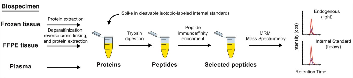 Workflow of the immune-MRM assay for highly multiplexed protein quantification.