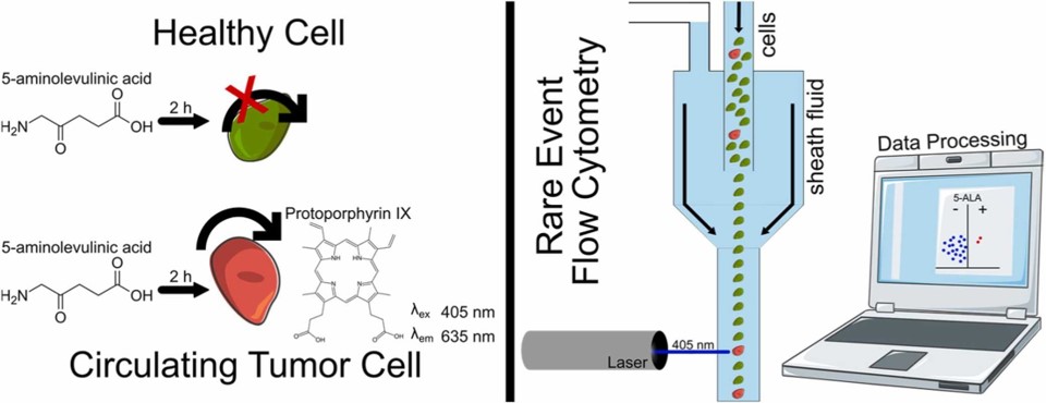 Graphical abstract of the innovative approach to detect CTC via flow cytometry and 5-ALA staining.