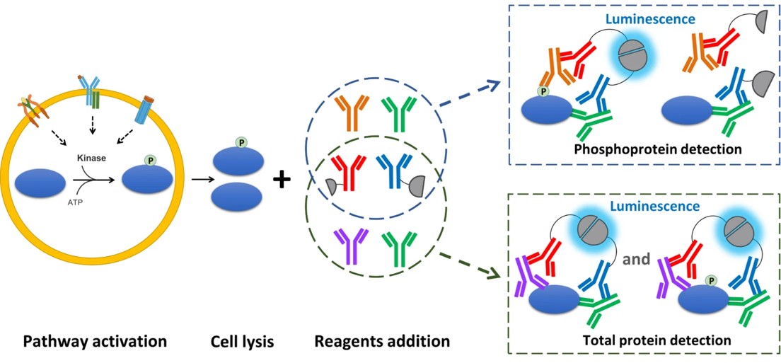 Principle of homogeneous bioluminescent immunoassay based on bioluminescent enzyme complementation.
