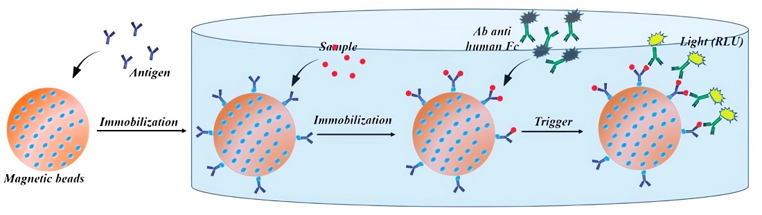 Schematic of the principle of developed CLIA diagnostic approach.