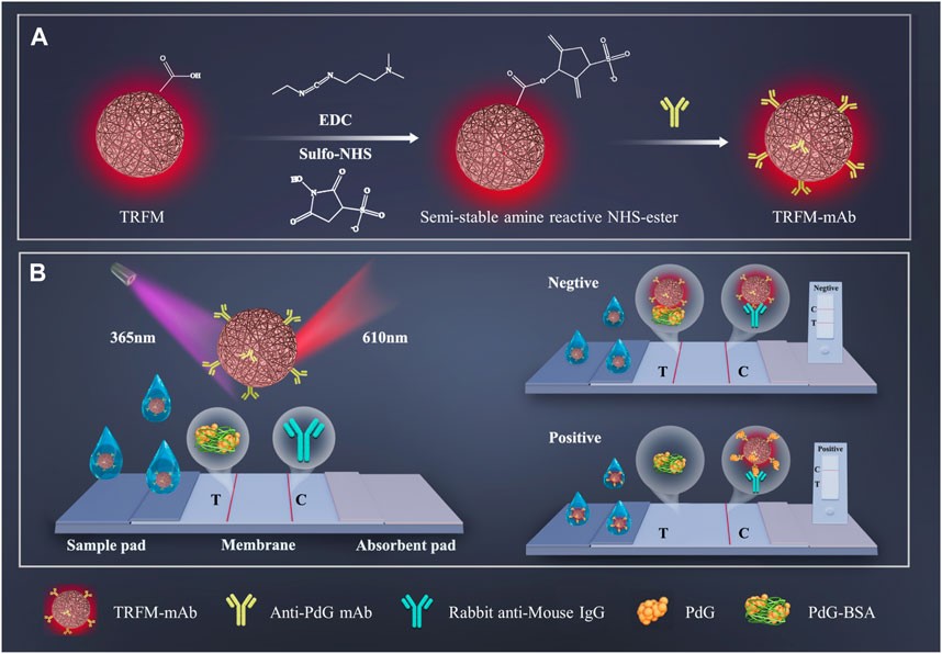 The preparation process of TRFM-mAb and quantitative detection process of PdG by TRFM-ICTS strip.