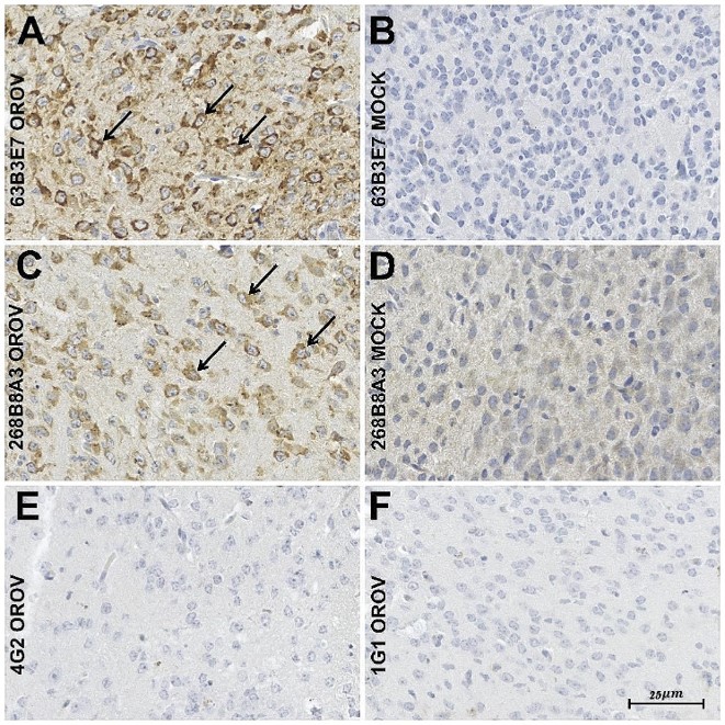 Immunohistochemistry in mouse neuronal tissue infected by OROV. (OA Literature)