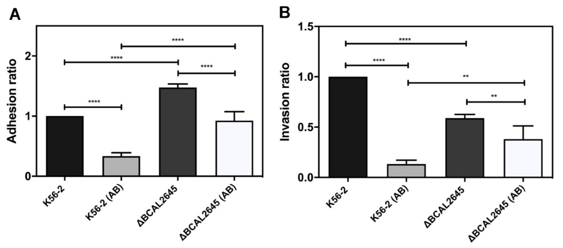 Fig.4 The polyclonal antibody anti-BCAL2645 strongly reduces the ability of B. cenocepacia to adhere and invade human bronchial epithelial cell line CFBE41o-. (OA Literature)