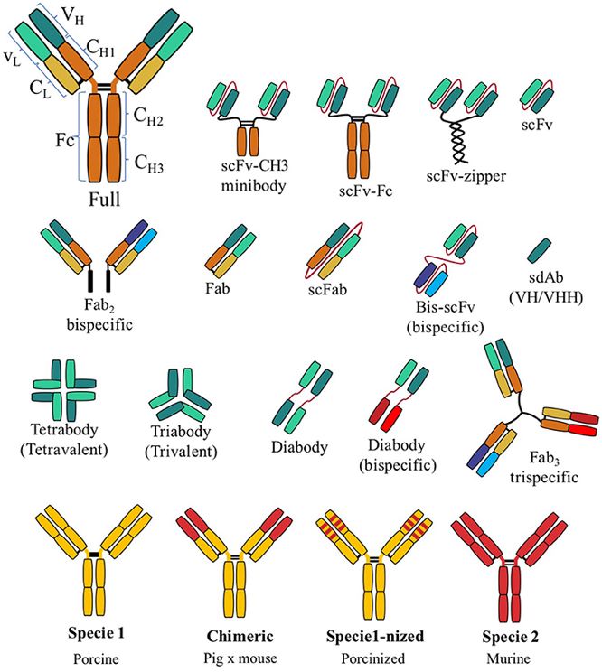 An example of different types of recombinant antibody. (OA Literature)