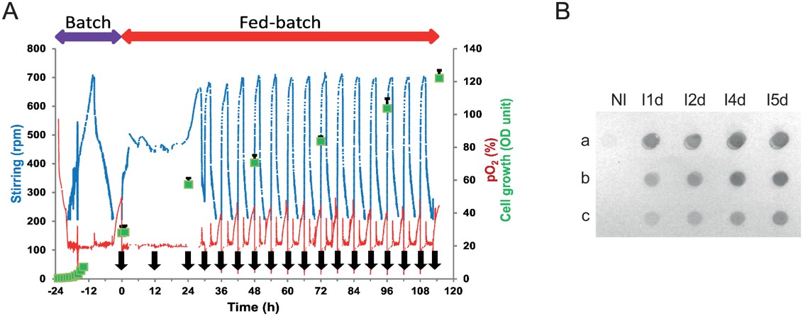 Fig.3 Large scale production of anti-αIIbβ3 scFv in Pichia pastoris.