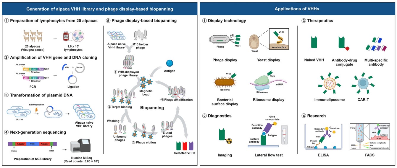 Fig.4 Schematic representation of the process of constructing an alpaca VHH library, phage display-based biopanning, and the applications of VHHs.