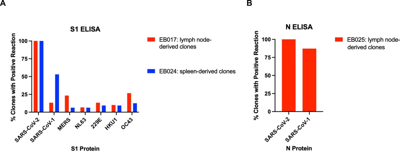 Fig.3 Antibody binding for SARS-CoV-2 rapid antigen tests.