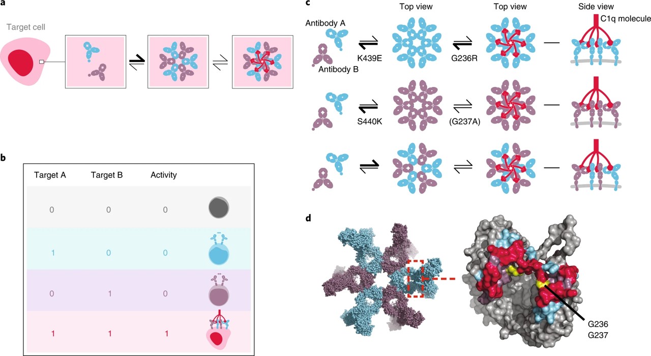 Fig.4 Design of Fc domain engineered IgG antibody pairs acting as Boolean logic AND gates.