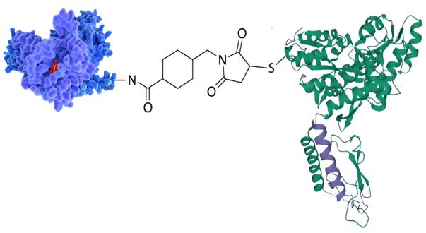SMCC crosslinking agent. (Creative Biolabs Original)