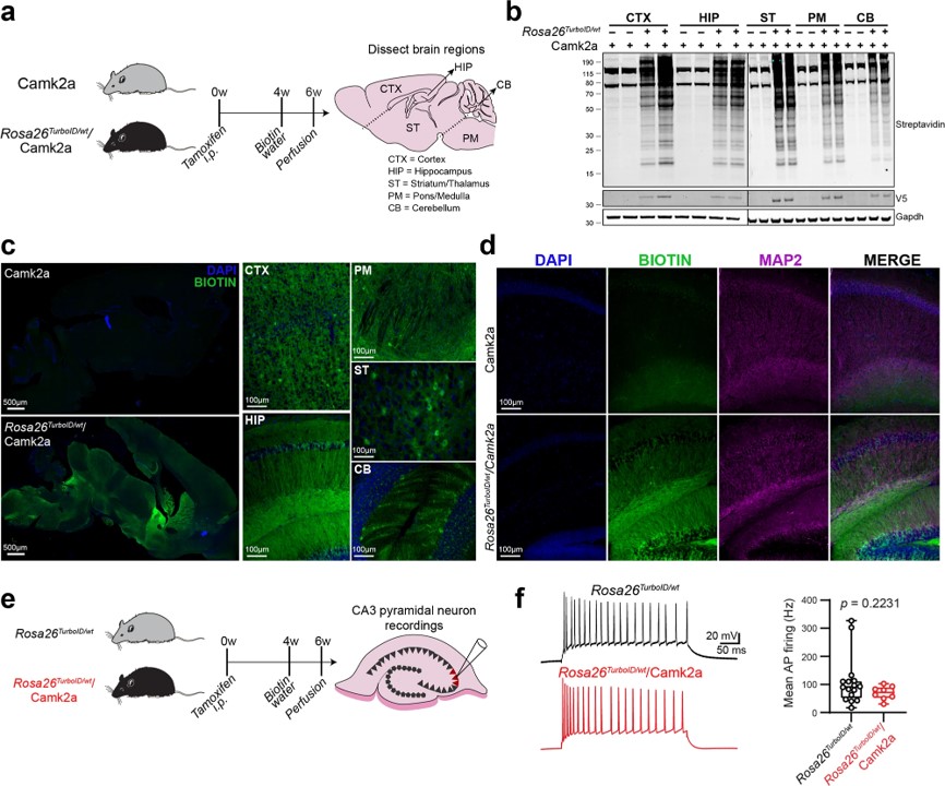 Fig.2 Camk2a-neuronal protein biotinylation in adult mouse brain.