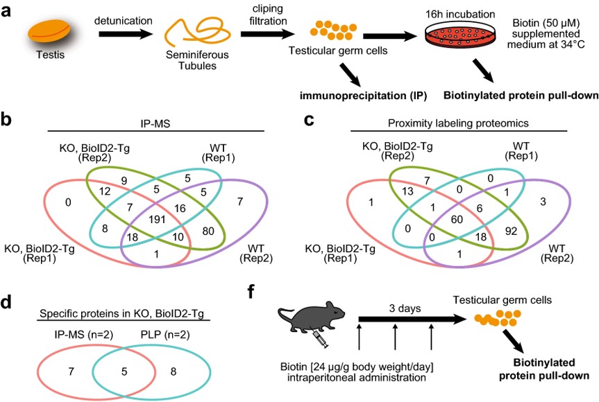 Fig.3 Identification of TESMIN-associated proteins.