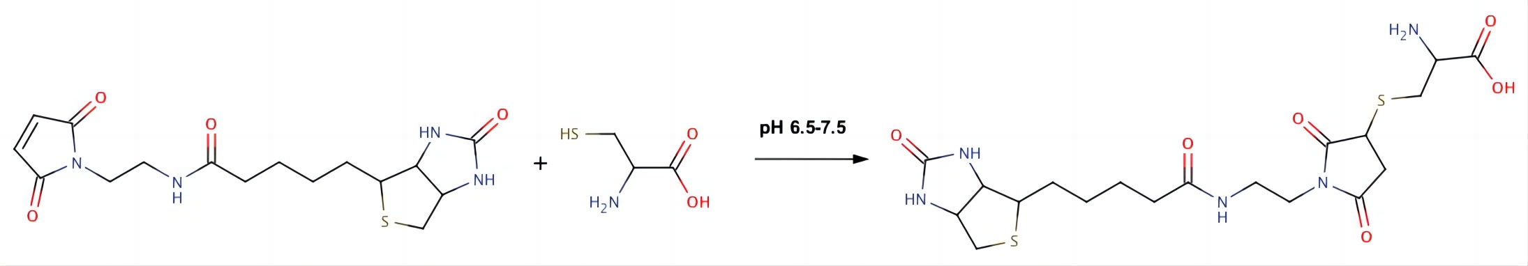 Fig.1 Cysteine reactivity with biotin maleimide.
