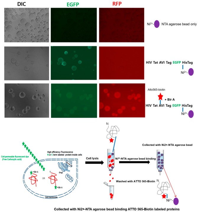 Fig.2 Binding between Ni-NTA beads and the free carboxyl group of the fluorescent-labeled Tat-EGFP protein.