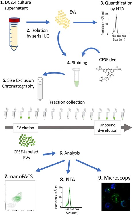 Fig.3 Summary of the workflow for the methods described in this manuscript.