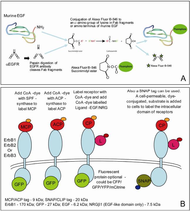 Fig.1 Schematic of fluorescence labeling approaches.
