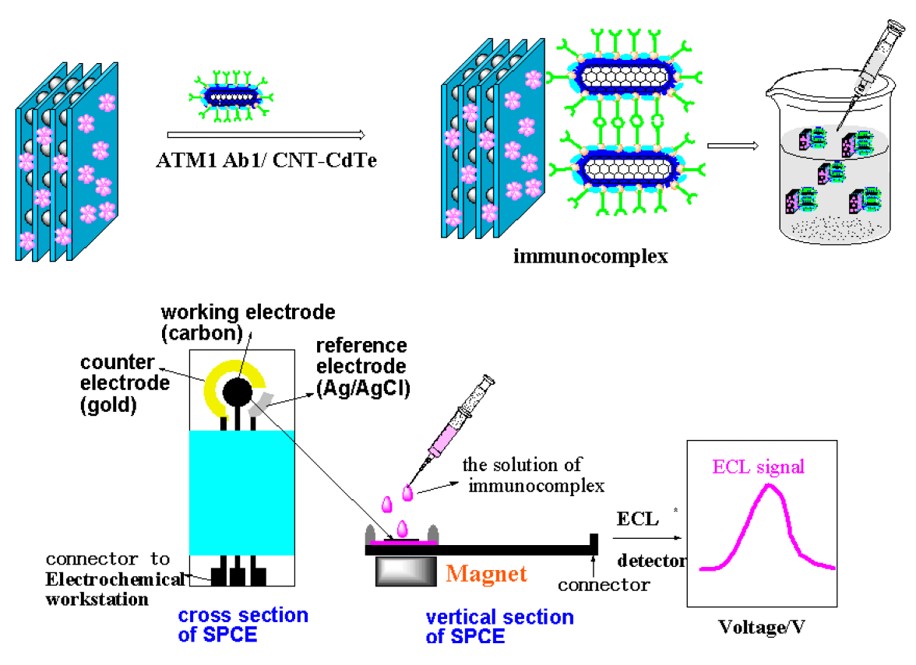 Fig.2 The detection of ATM1 in samples by the sandwich immunoassay.