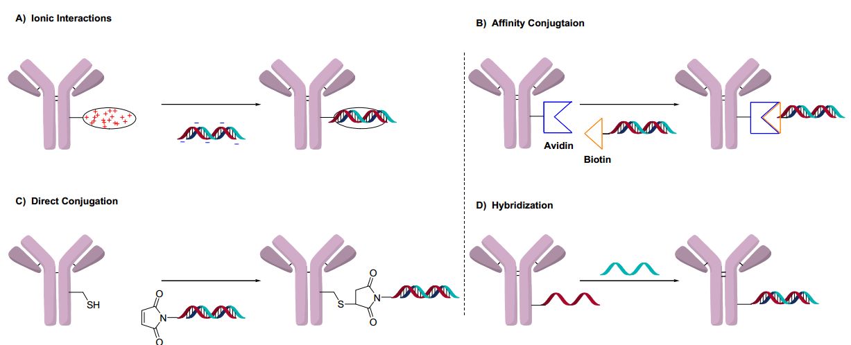 Oligonucleotide-antibody conjugation.