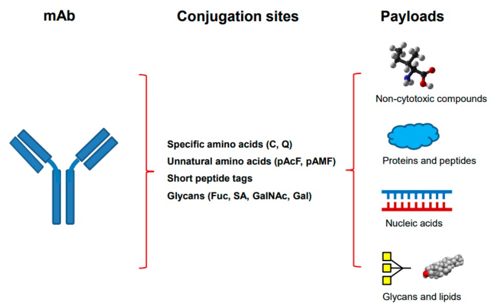 Fig.1 Antibody conjugates with labeled materials. (Zhou, 2023)