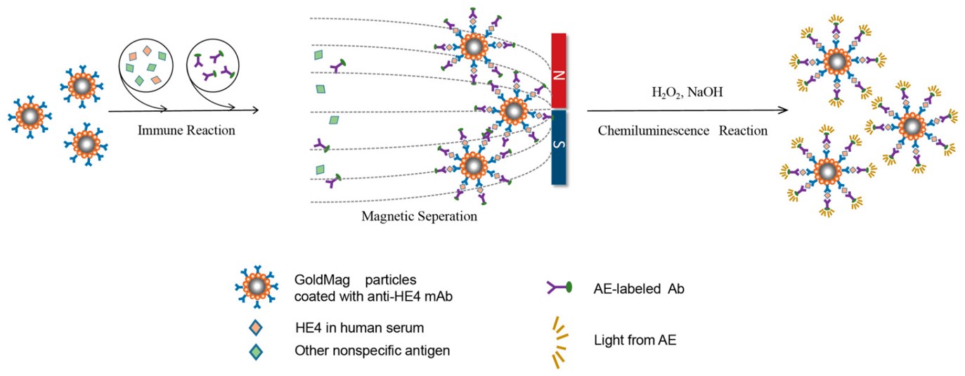 Fig.2 Schematic illustration of established sandwich-type GMP-CLIA method.