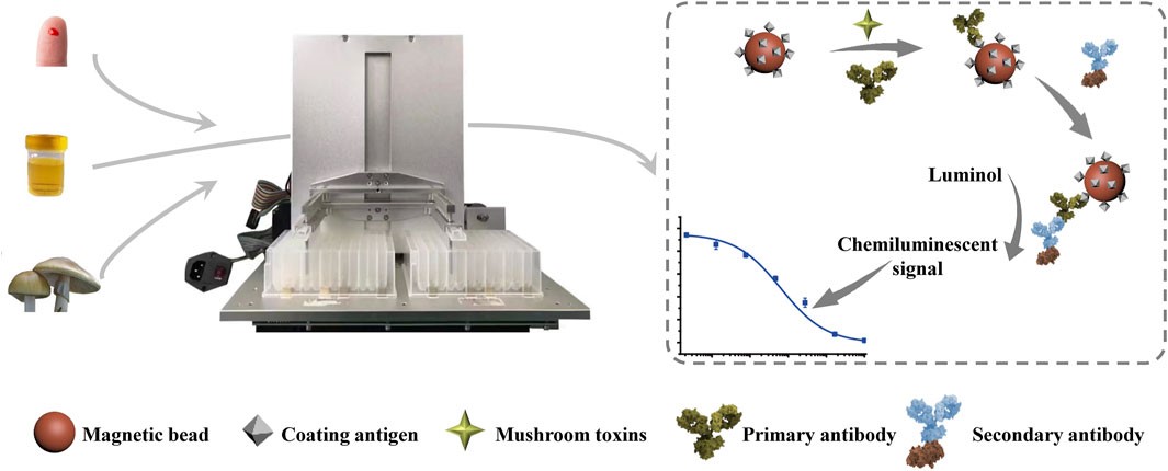 Fig.3 Schematic illustration of the automated MB-based CLIA for quantitative detection of phallotoxins.