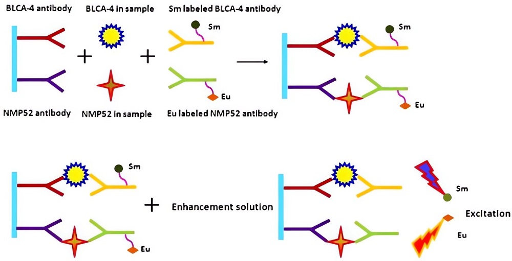 Fig.2 The dual-label TRFIA for the simultaneous detection of BLCA-4 and NMP52.
