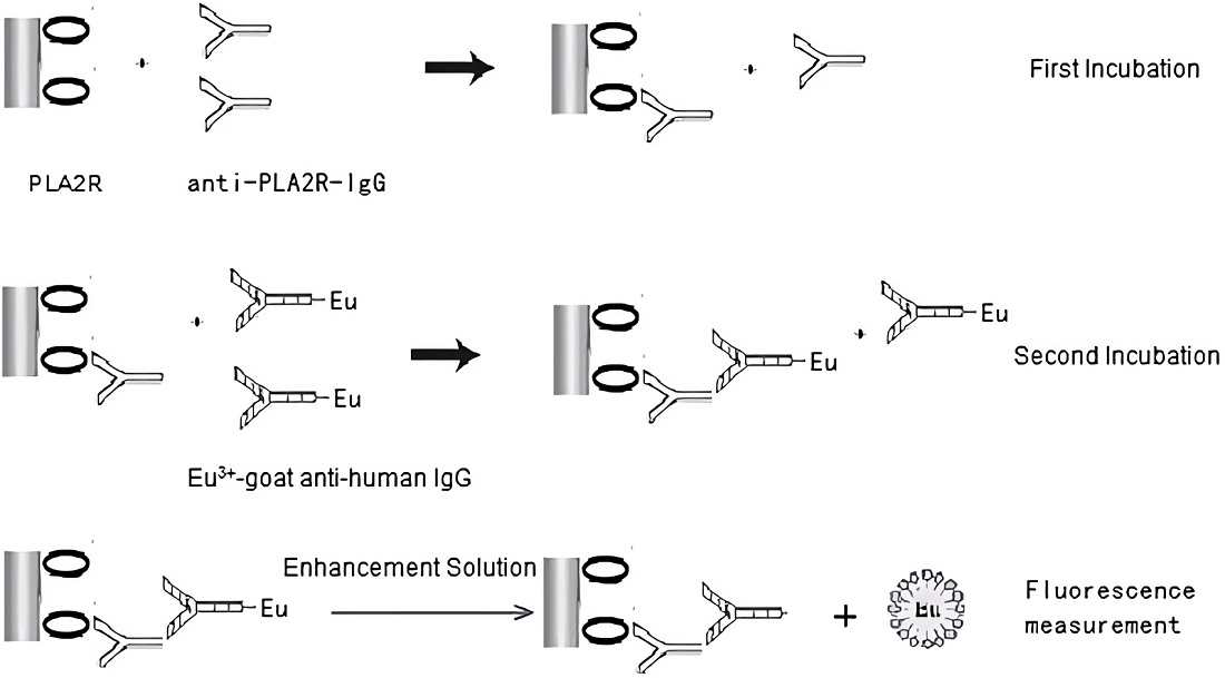 Fig.3 A schematic of TRFIA for quantitative detection of anti-PLA2R antibodies in serum.