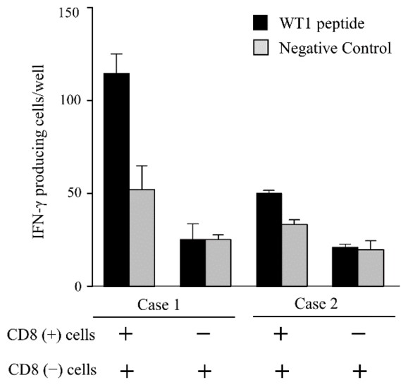 Fig.2 WT1-specific spots were detected only in the wells containing CD8+ cells by the ELISpot assay.