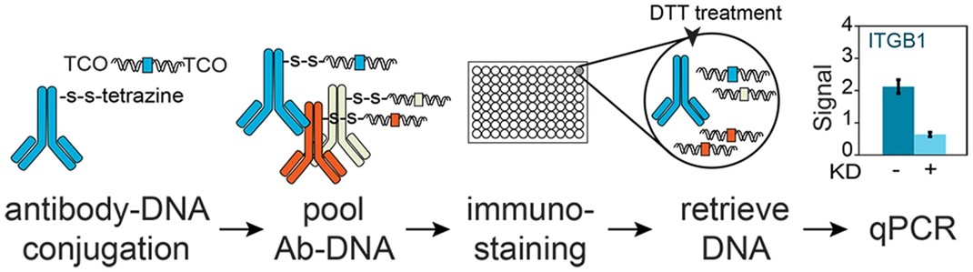 Fig.4 Schematic graph of immuno-PCR method based on covalent and cleavable antibody-DNA conjugation strategy.