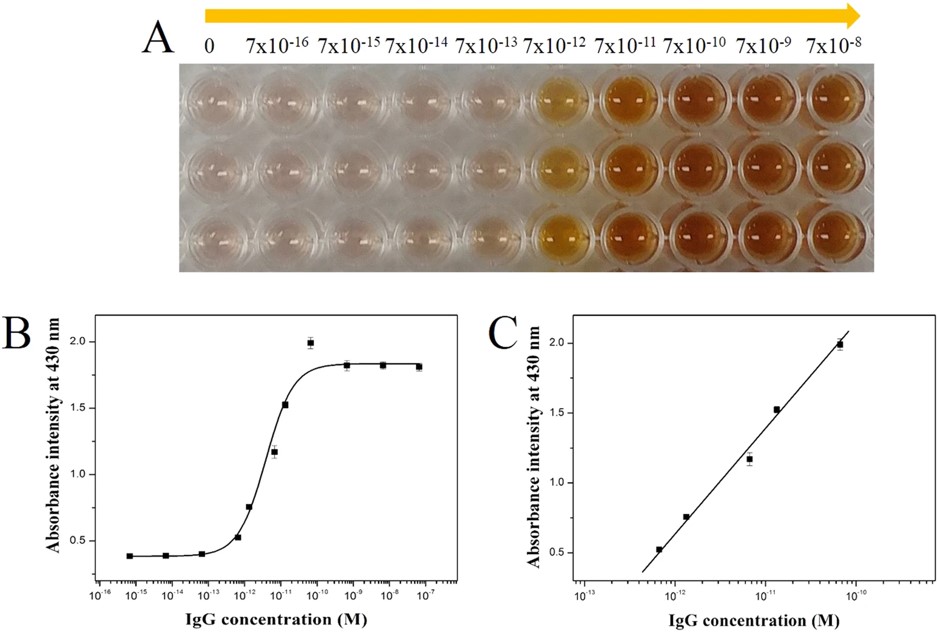 Fig.1 Color change plot and UV-Vis absorbance intensity plot of enzyme-induced colorimetric enhancement immunoassay.