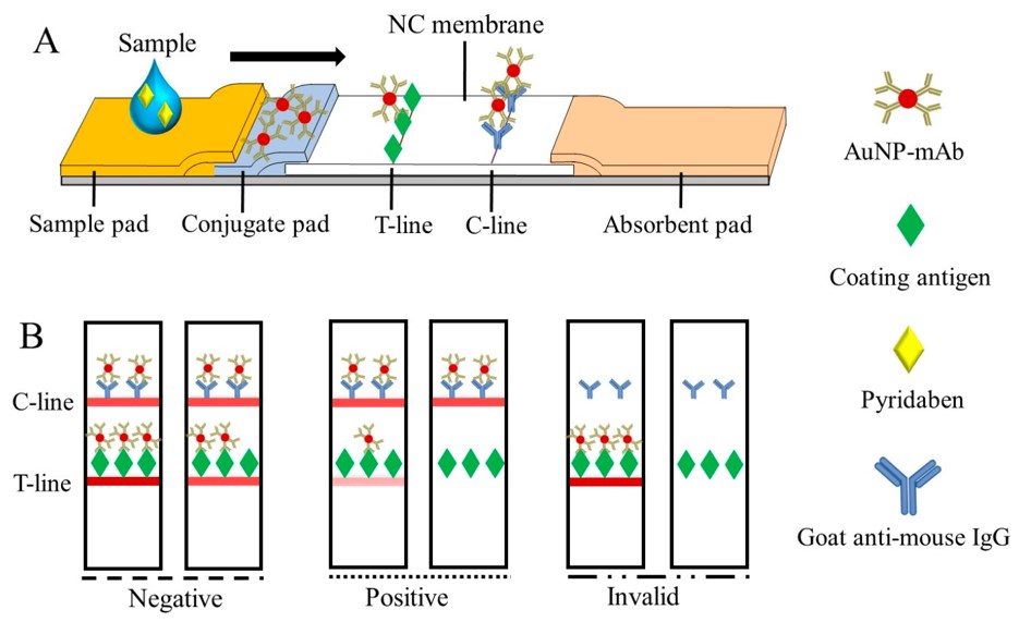Fig.2 The schematic of the CLFIA and judgment of the test results.