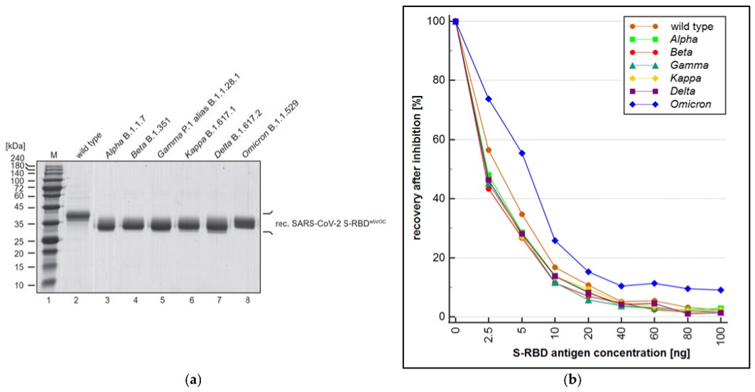 Fig.3 The S-RBD-based PETIA was used to evaluate the variant cross-reactivity of SARS-CoV-2.