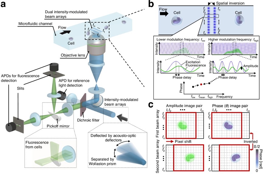Fig.2 Principles of high-throughput FLIM flow cytometry.