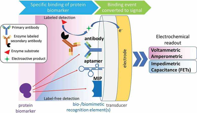 Labeled- and label-free strategies for electrochemical sensing of protein biomarkers.